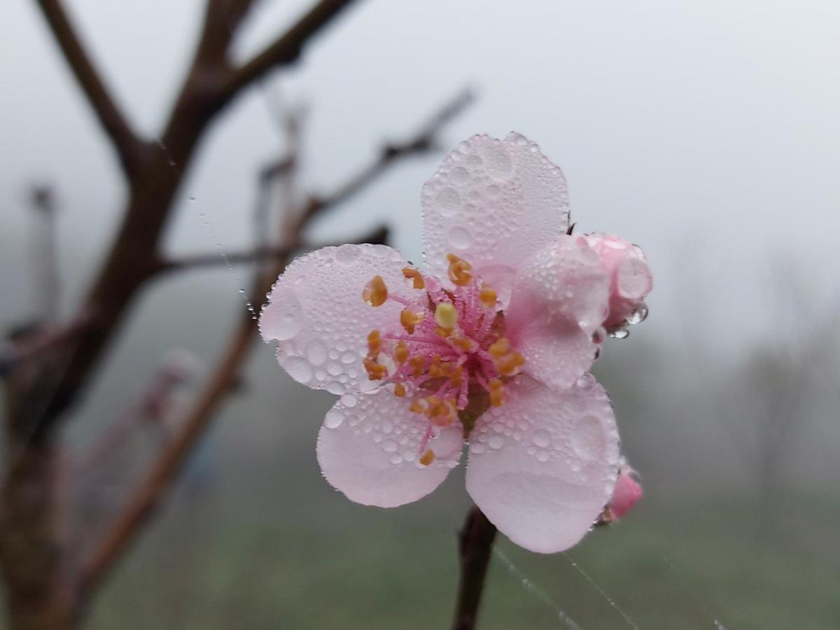 Moc Chau Peachy Garden Daire Dış mekan fotoğraf