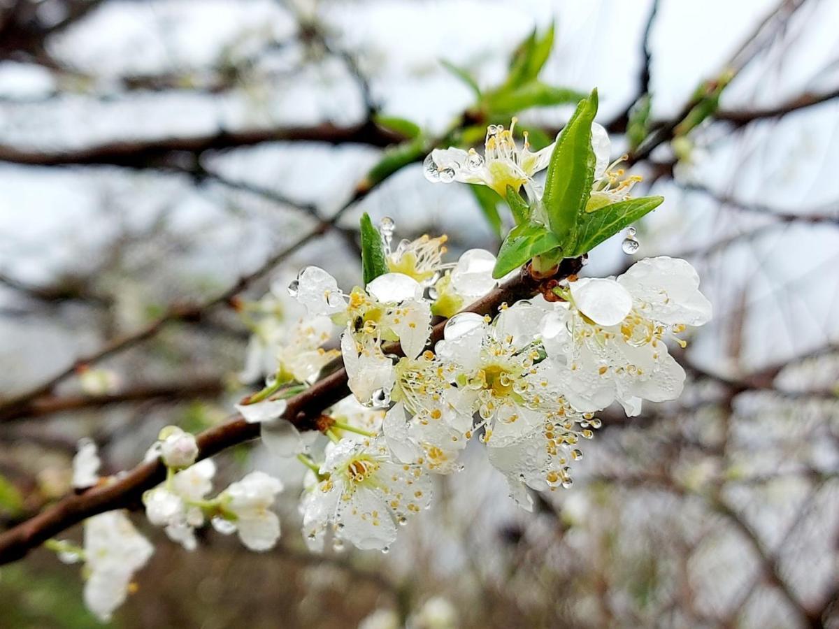 Moc Chau Peachy Garden Daire Dış mekan fotoğraf