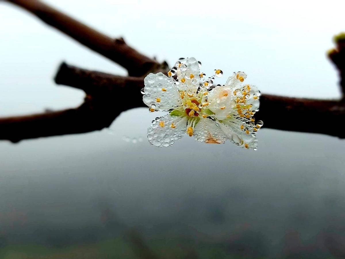 Moc Chau Peachy Garden Daire Dış mekan fotoğraf