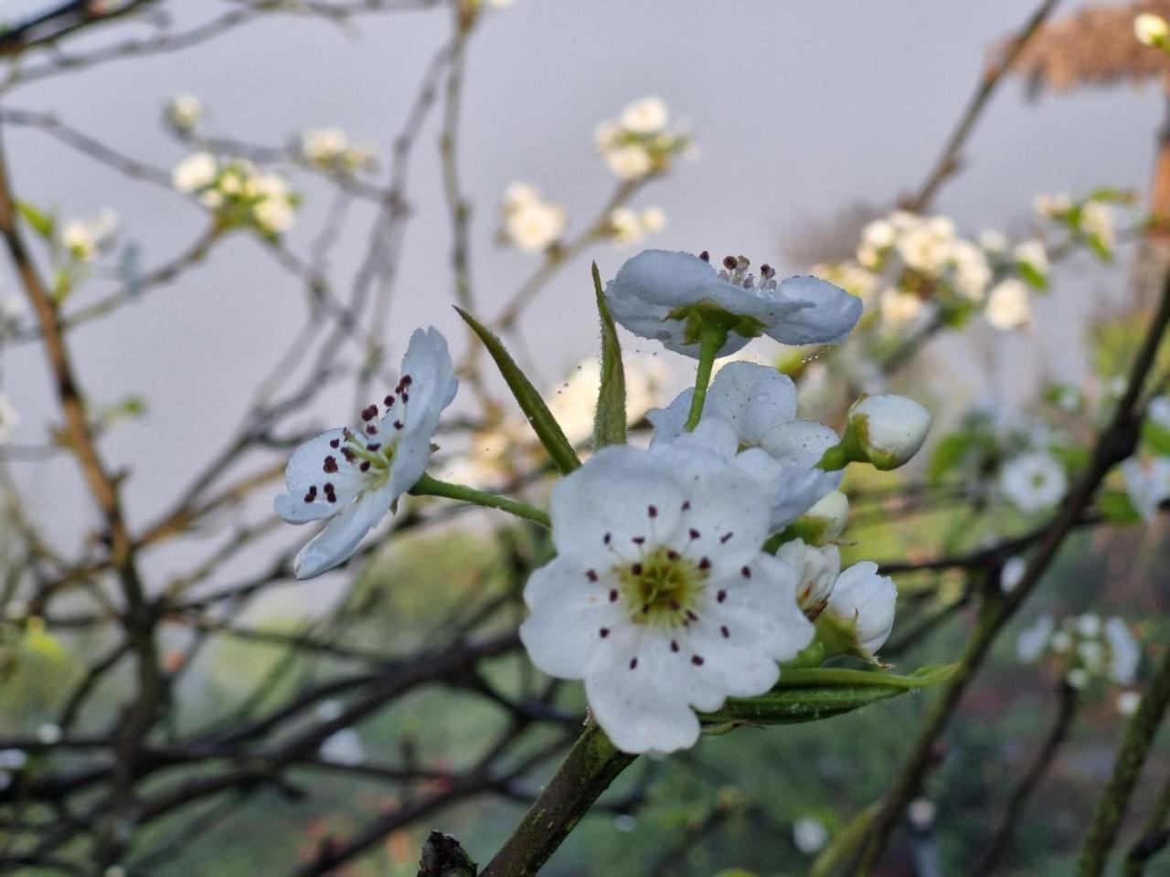 Moc Chau Peachy Garden Daire Dış mekan fotoğraf