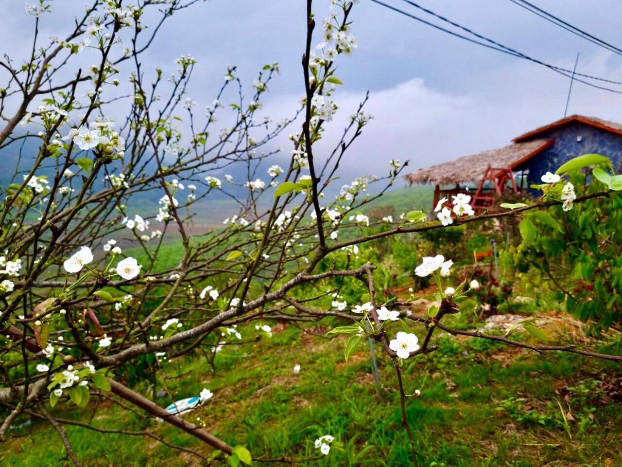 Moc Chau Peachy Garden Daire Dış mekan fotoğraf
