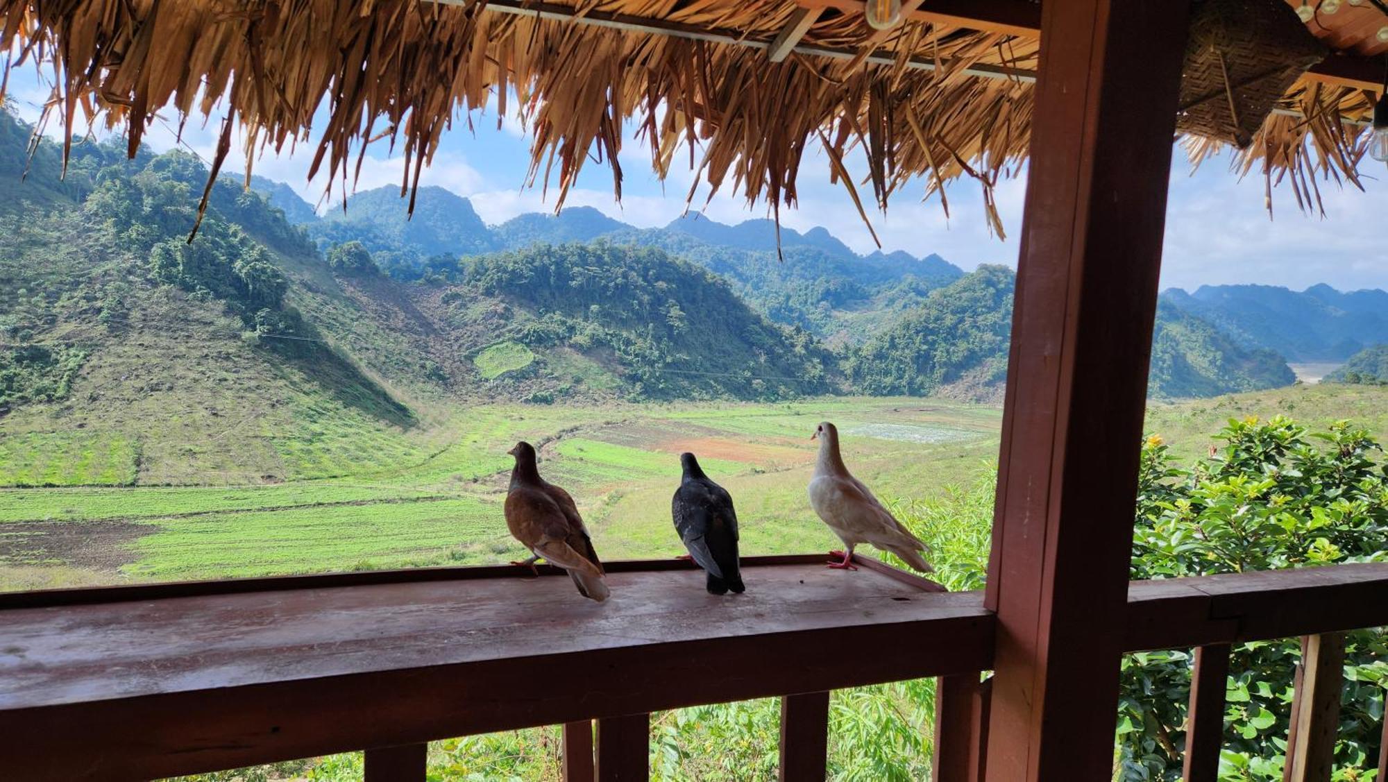 Moc Chau Peachy Garden Daire Oda fotoğraf
