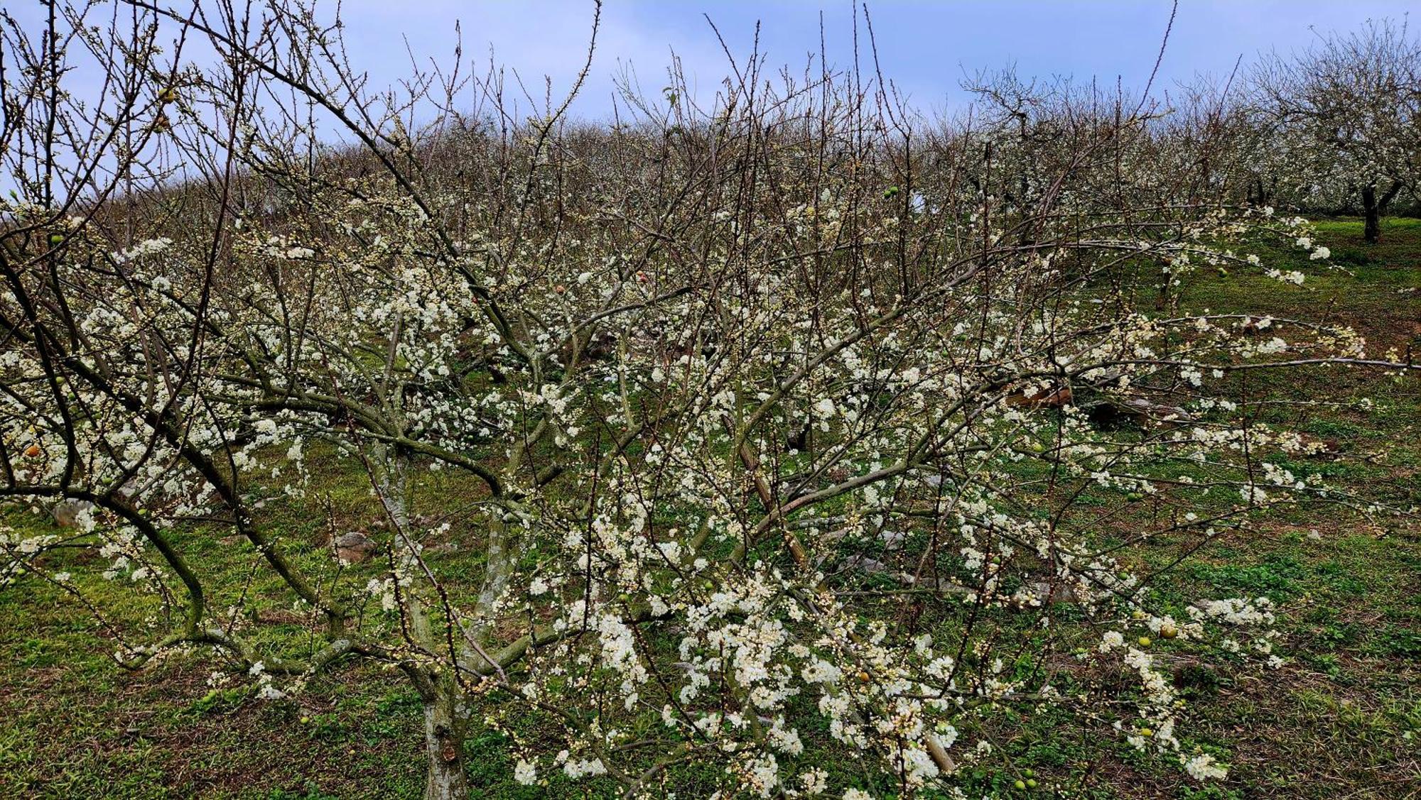 Moc Chau Peachy Garden Daire Oda fotoğraf